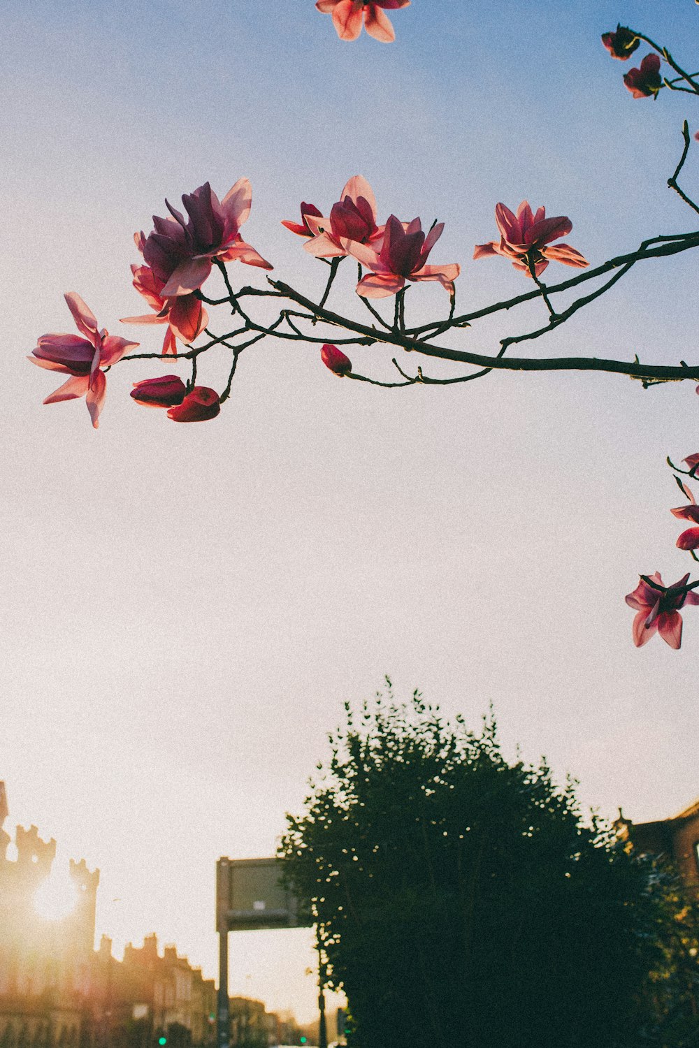 a tree with pink flowers in front of a blue sky