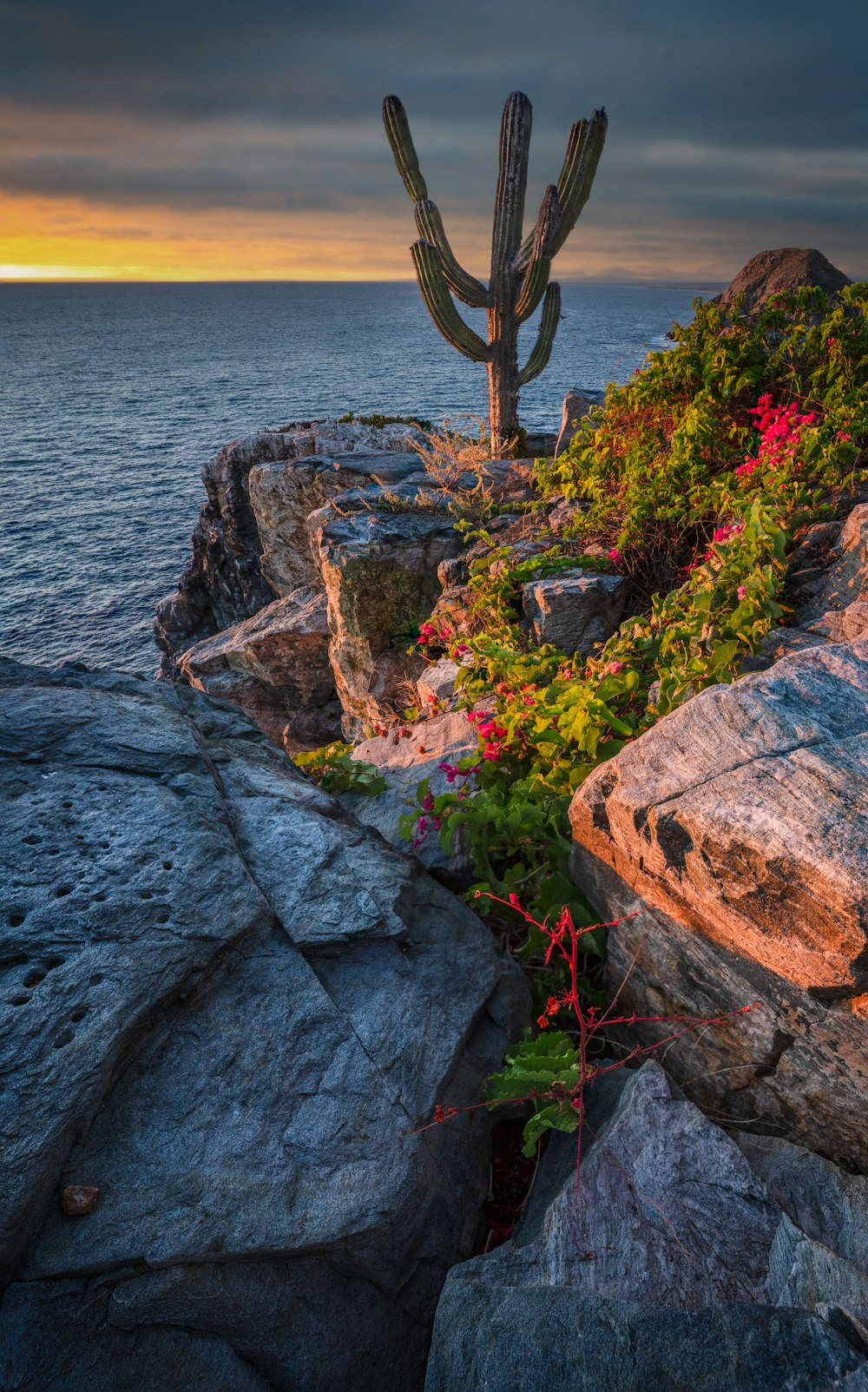 a large cactus sitting on top of a rocky cliff