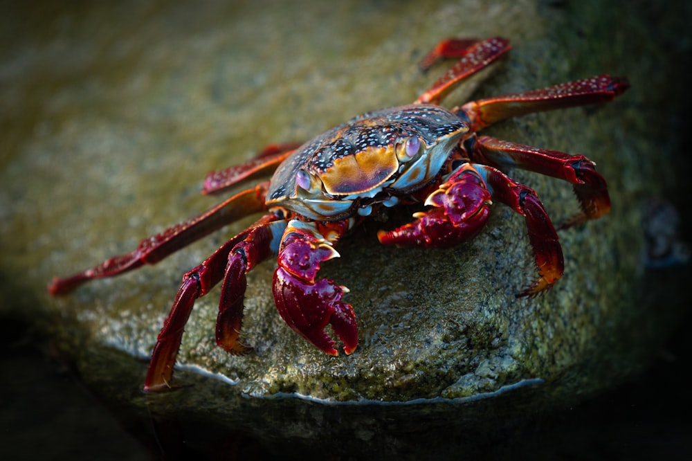 a crab sitting on top of a rock