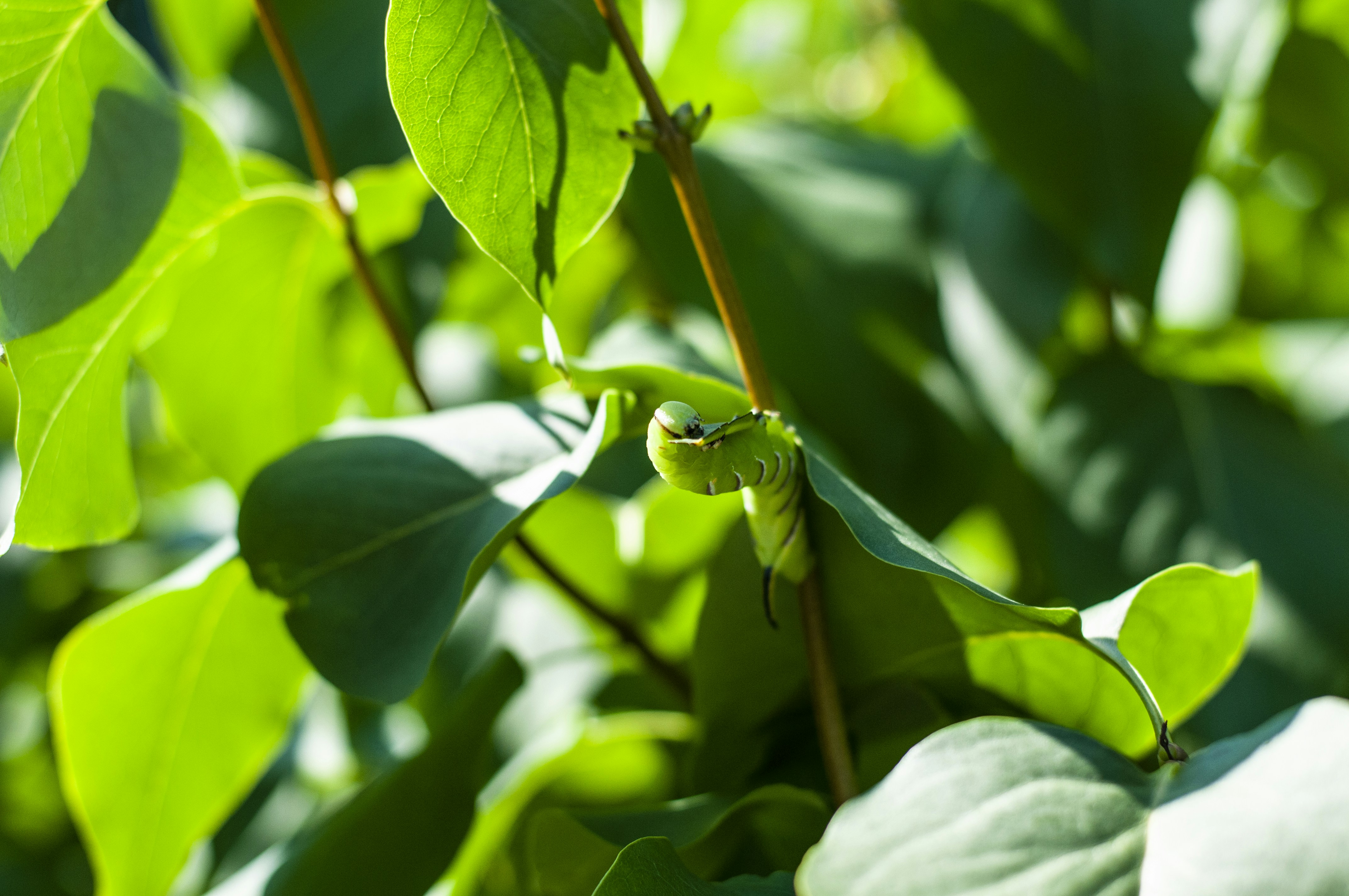 Photo by lysekristin