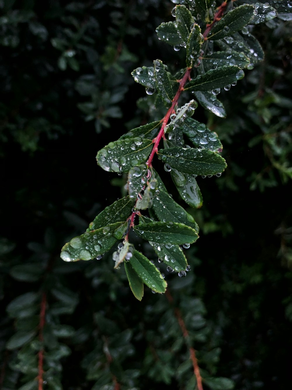 a green leaf with water droplets on it