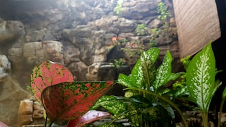 A vibrant digital illustration of a lush garden filled with various healing plants, with a user interacting on a tablet.