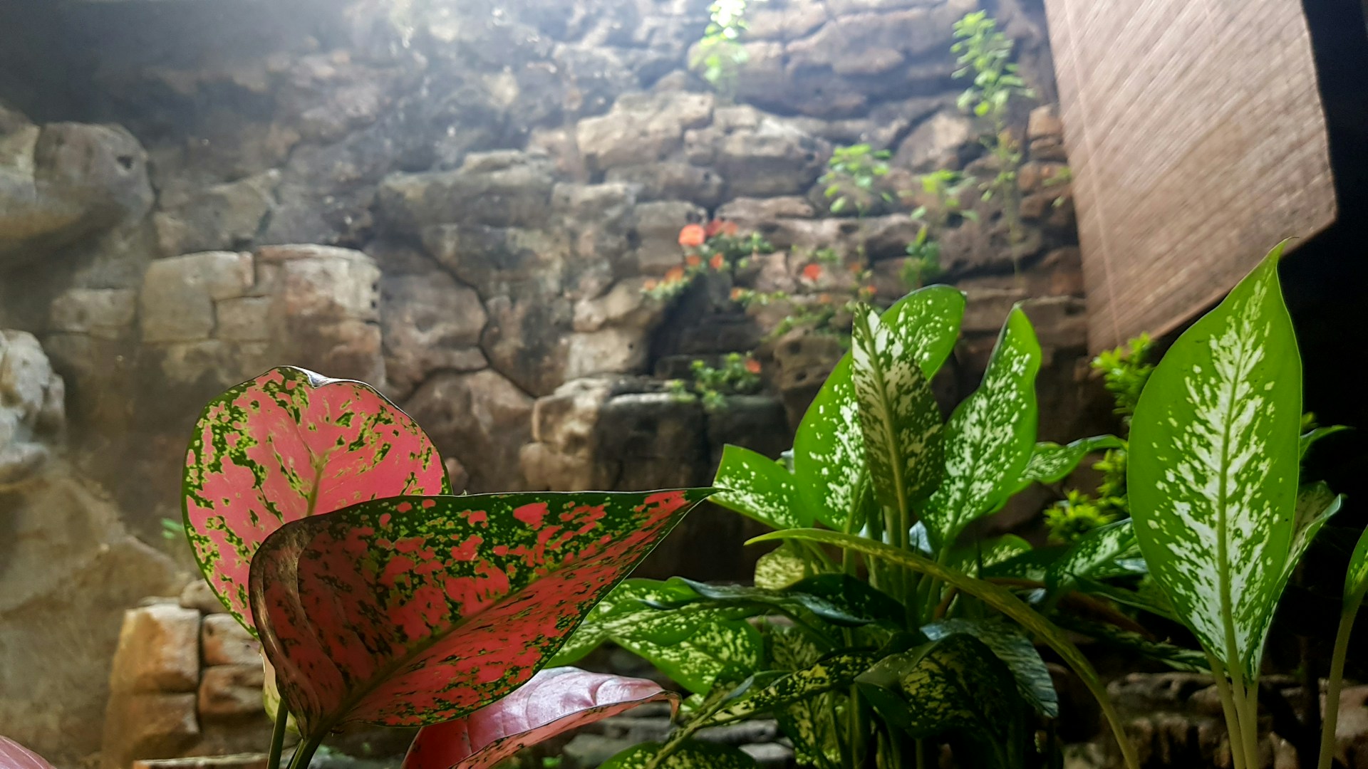 A vibrant HD video still of a lush, freshly landscaped garden featuring native plants and eco-friendly design elements under bright natural light.