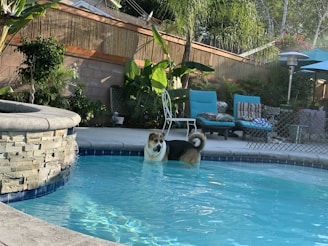 A dog stands in a swimming pool in a backyard setting. The area is surrounded by wooden fencing and various lush green plants, including palm trees and shrubs. There are lounge chairs with blue cushions and an outdoor heater nearby. The pool's edge features a stone finish.