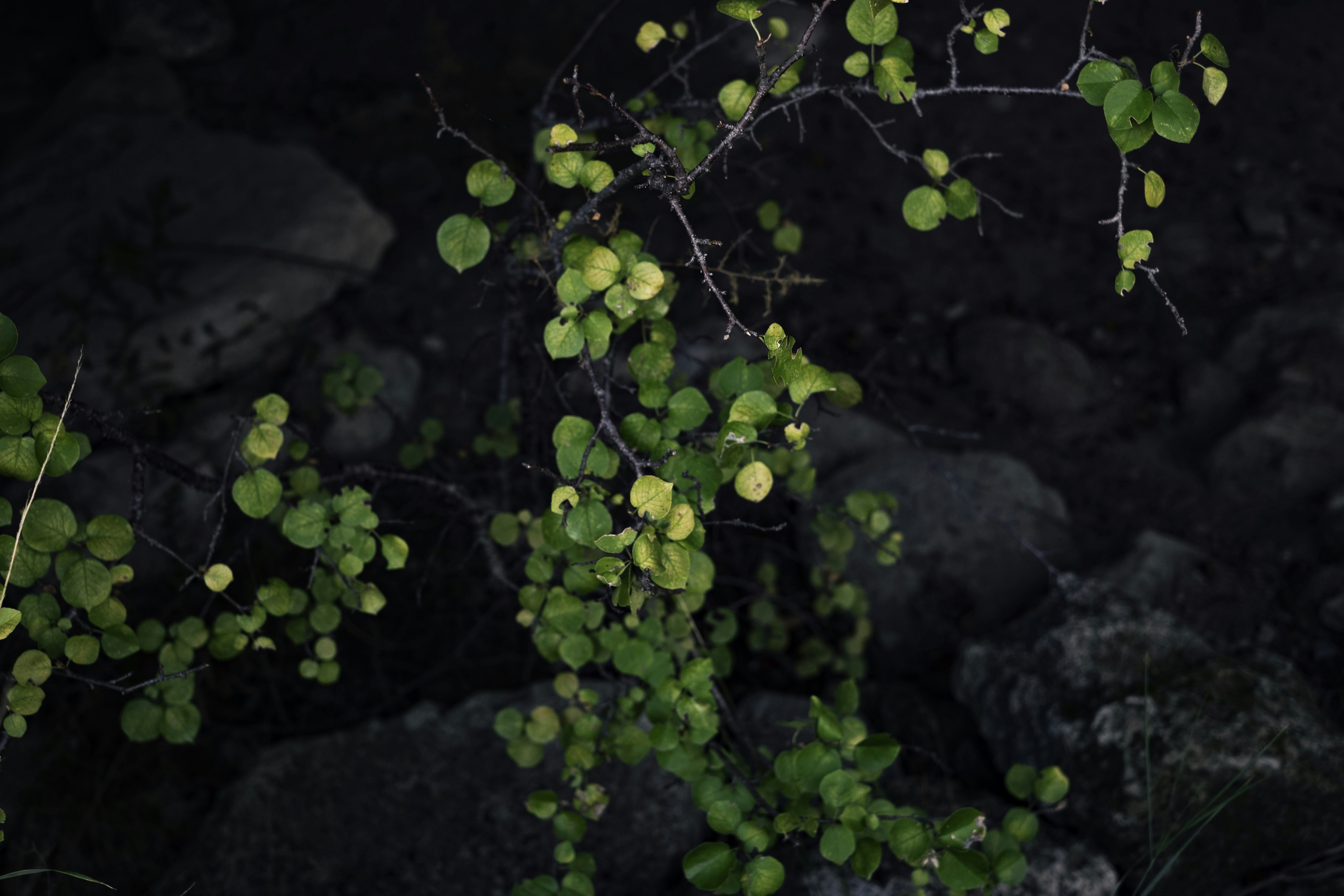 a tree branch with green leaves on it