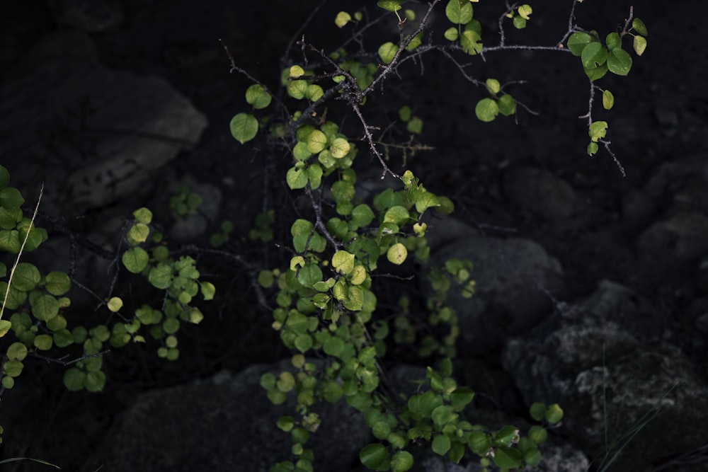 a tree branch with green leaves on it