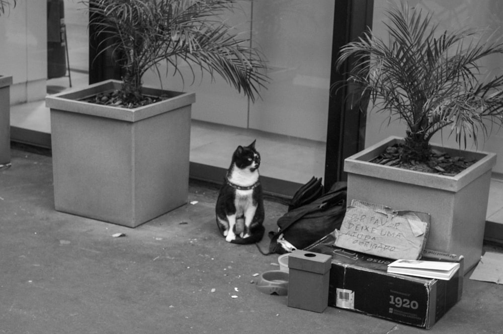 a black and white cat sitting on the sidewalk