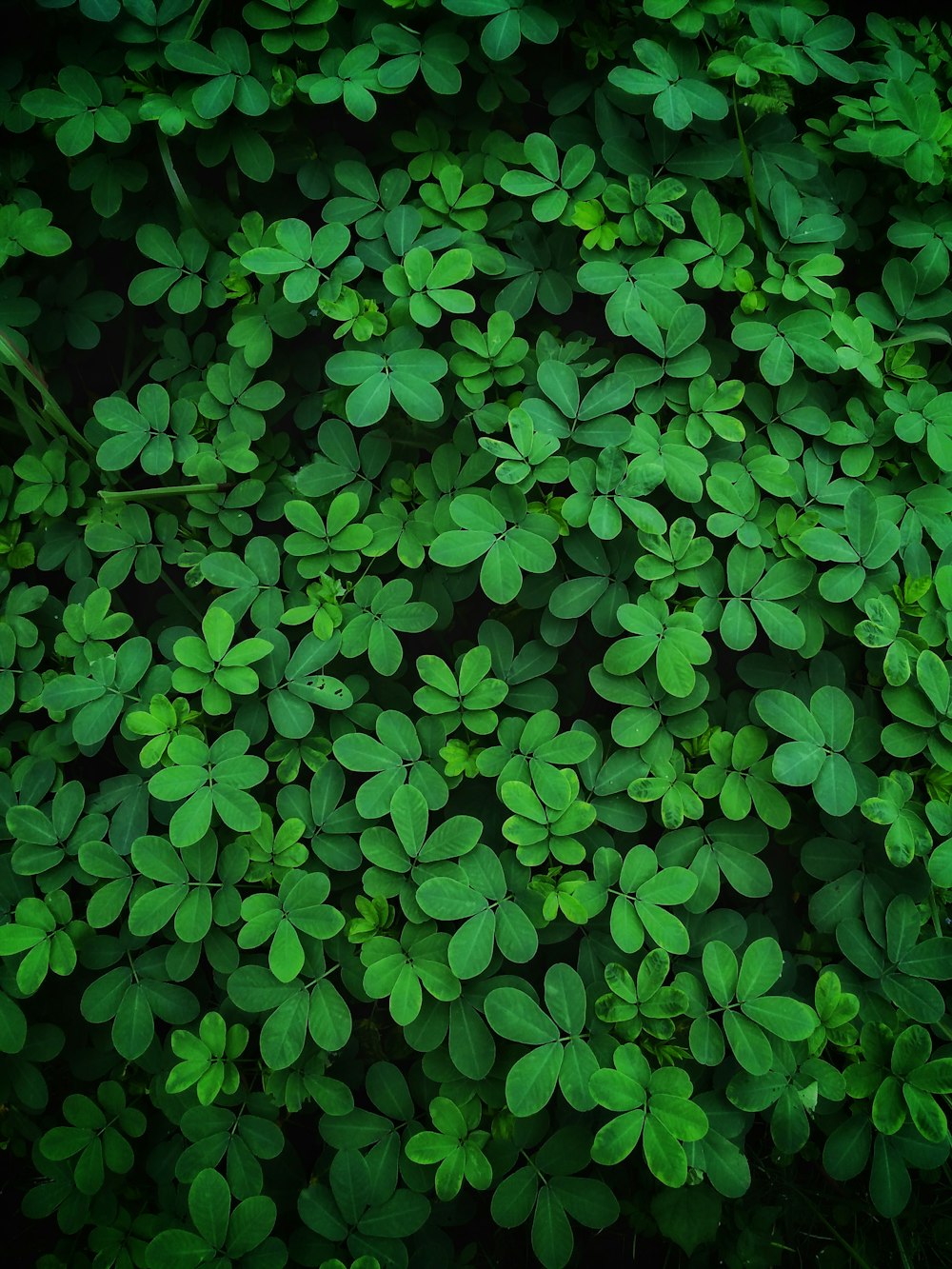 a close up of a bunch of green plants