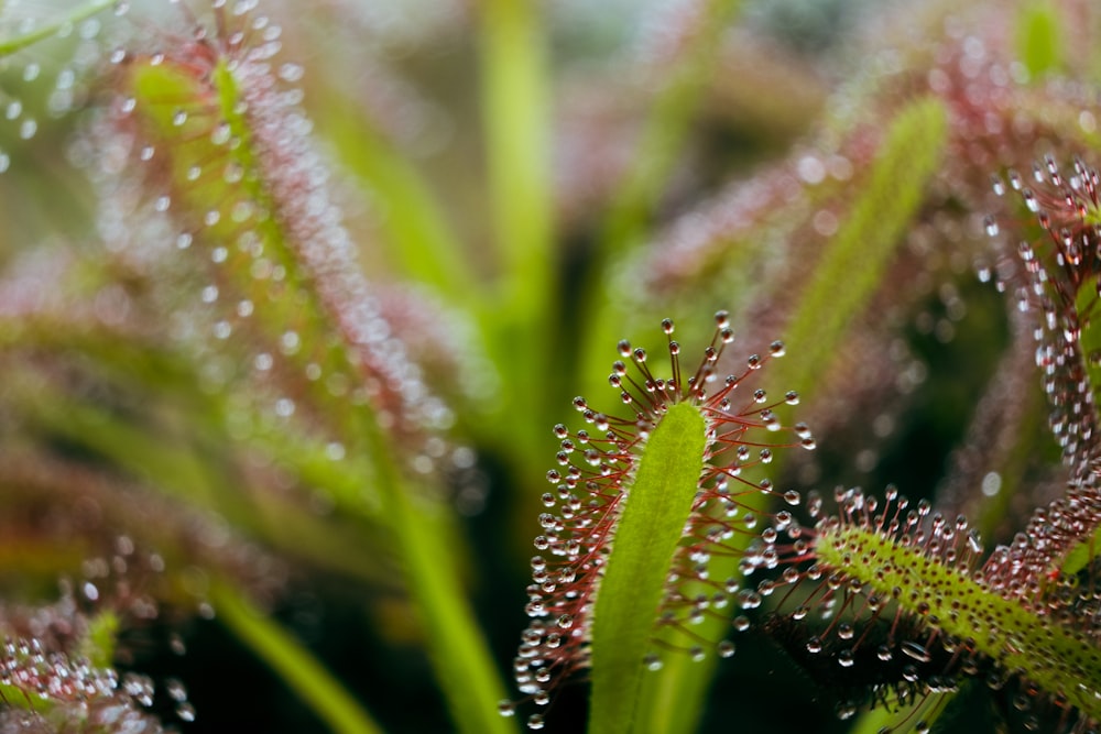 a close up of a plant with drops of water on it