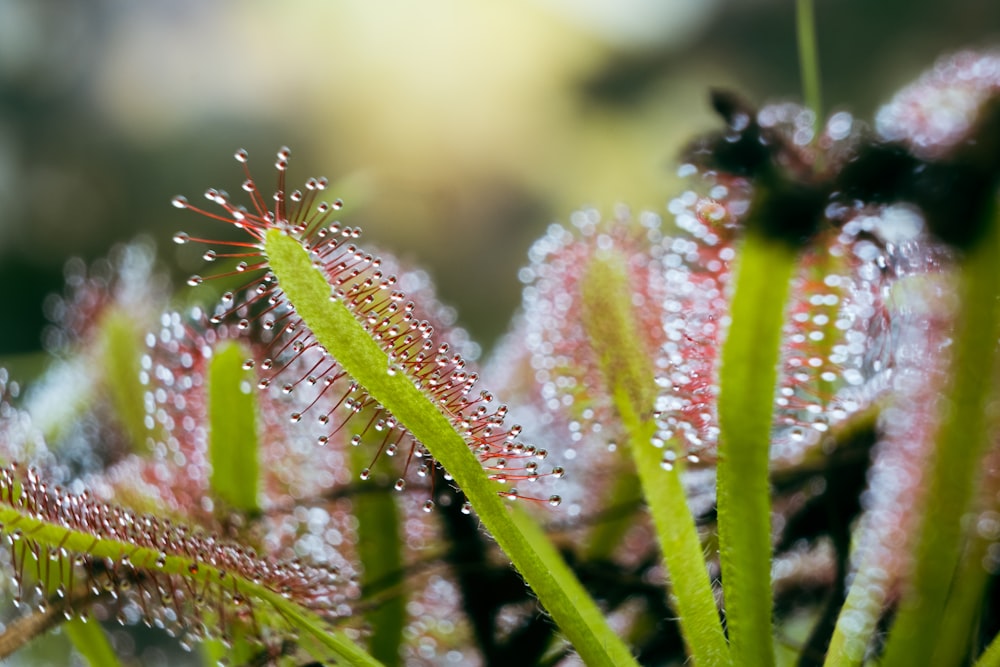 un gros plan d’une plante avec des gouttes d’eau dessus