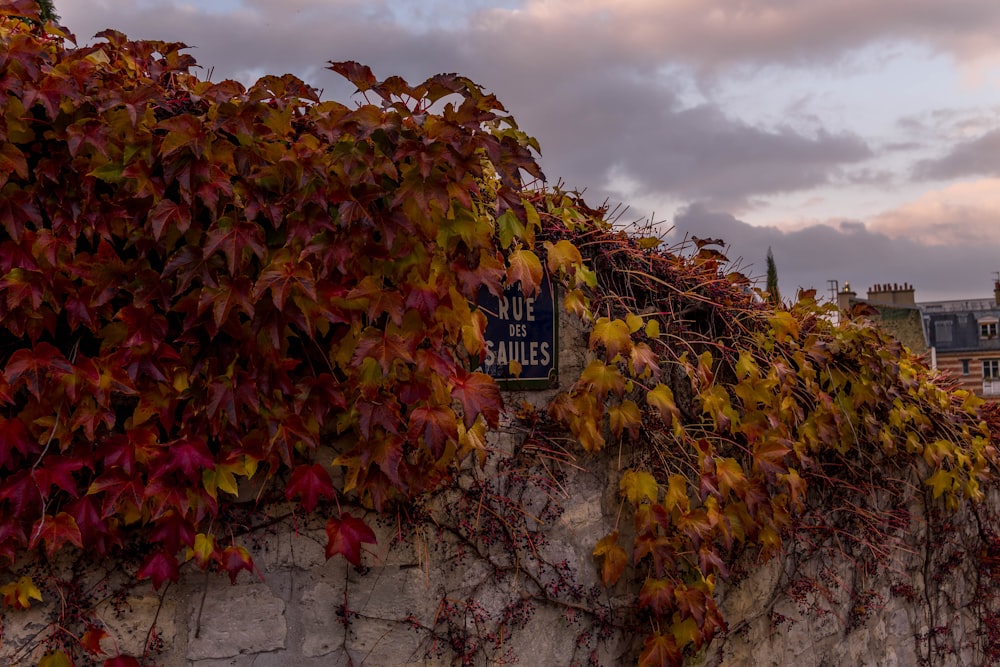 a sign on a stone wall covered in vines