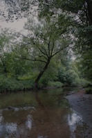 A calm stream flowing gently through a shaded woodland area with rich foliage.