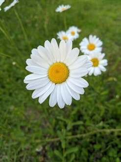 a group of daisies in a field of grass