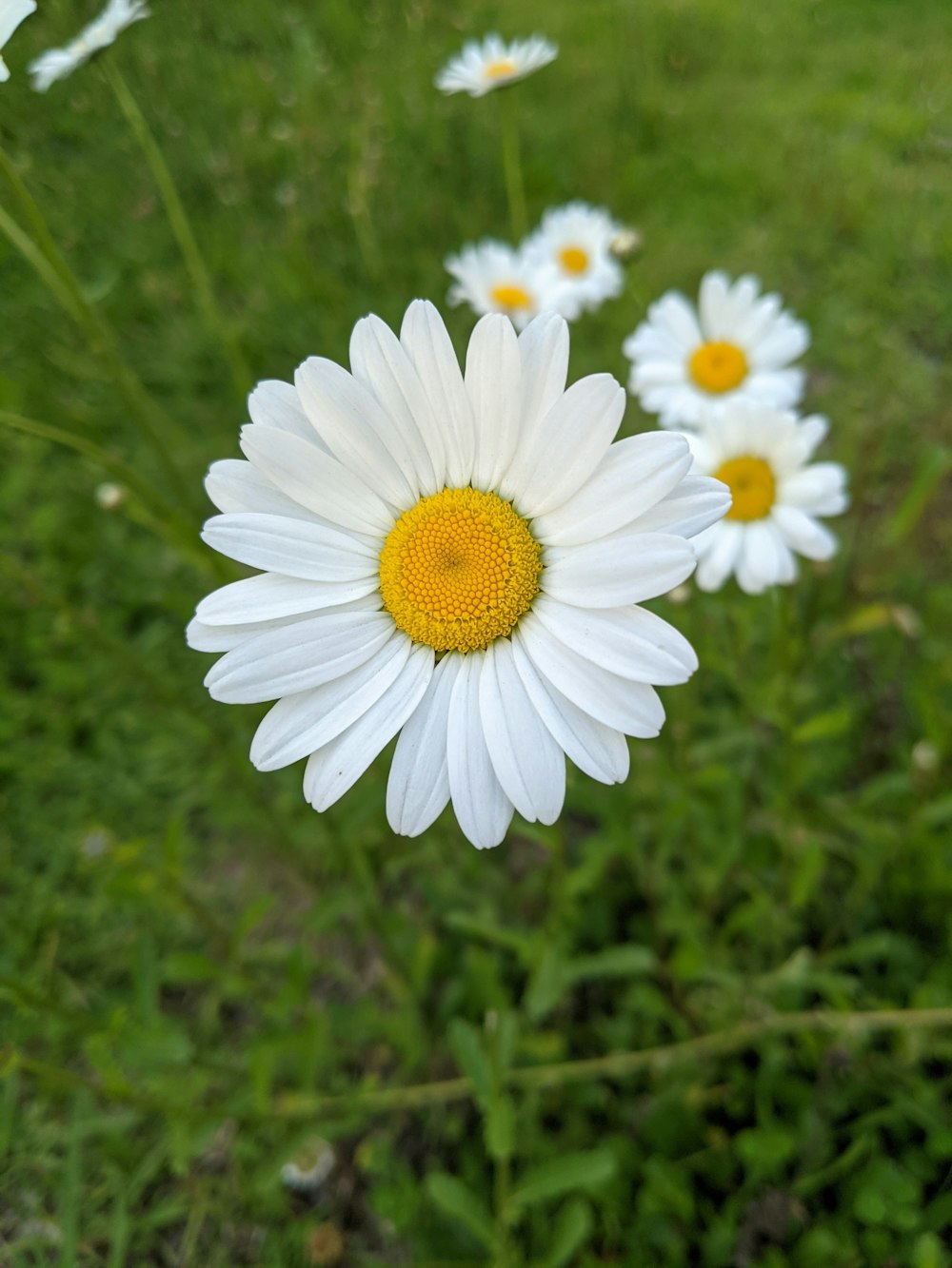 a group of daisies in a field of grass