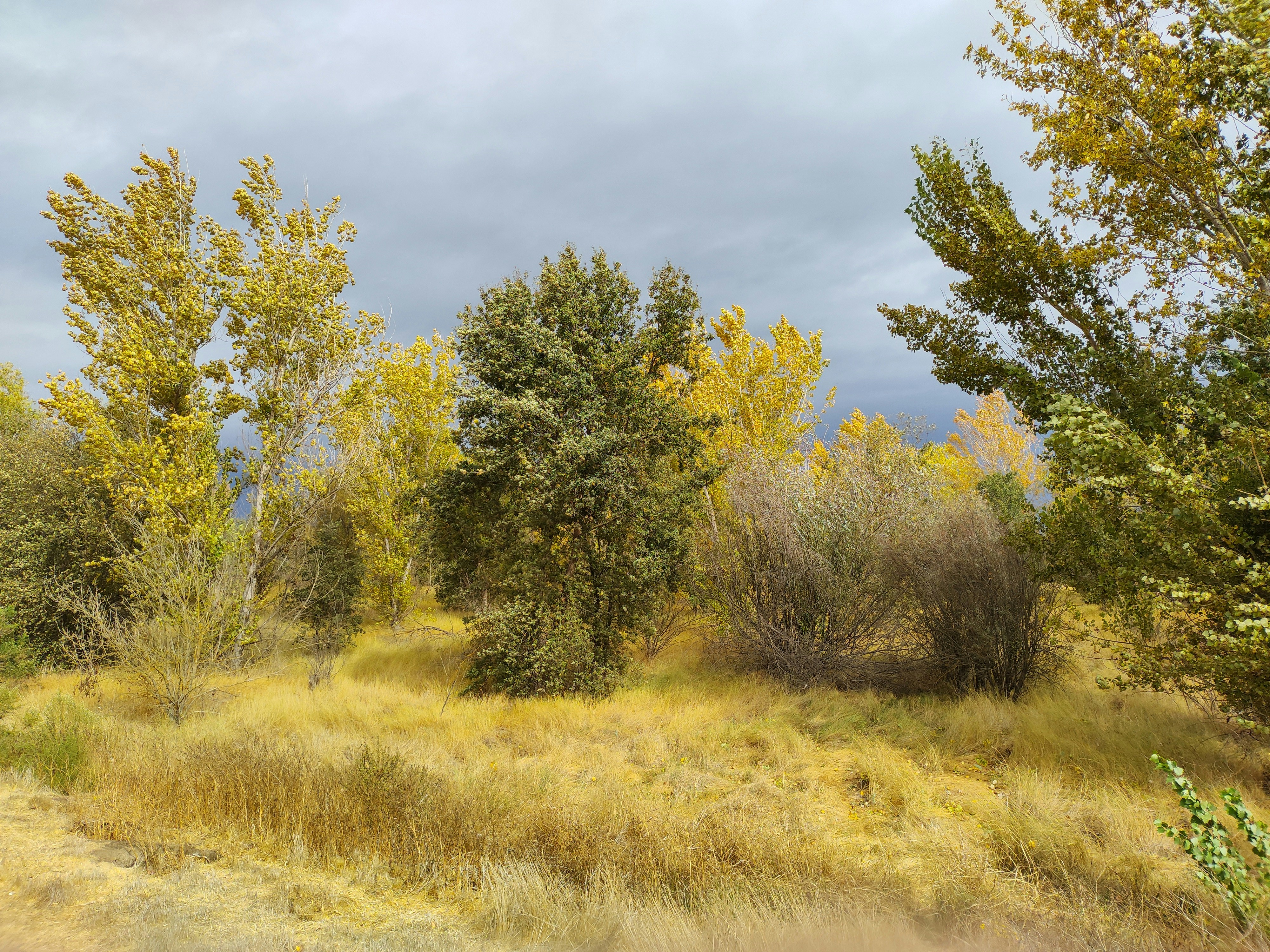 un champ herbeux avec des arbres et des buissons en arrière-plan