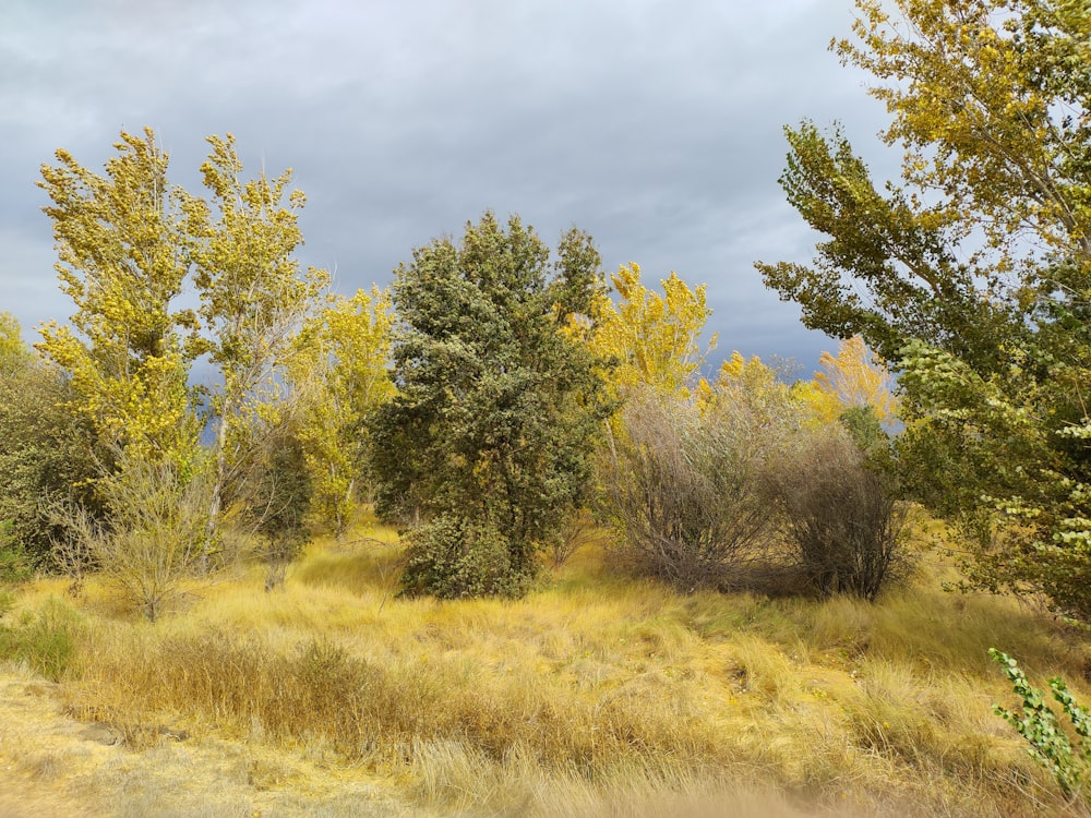 a grassy field with trees and bushes in the background