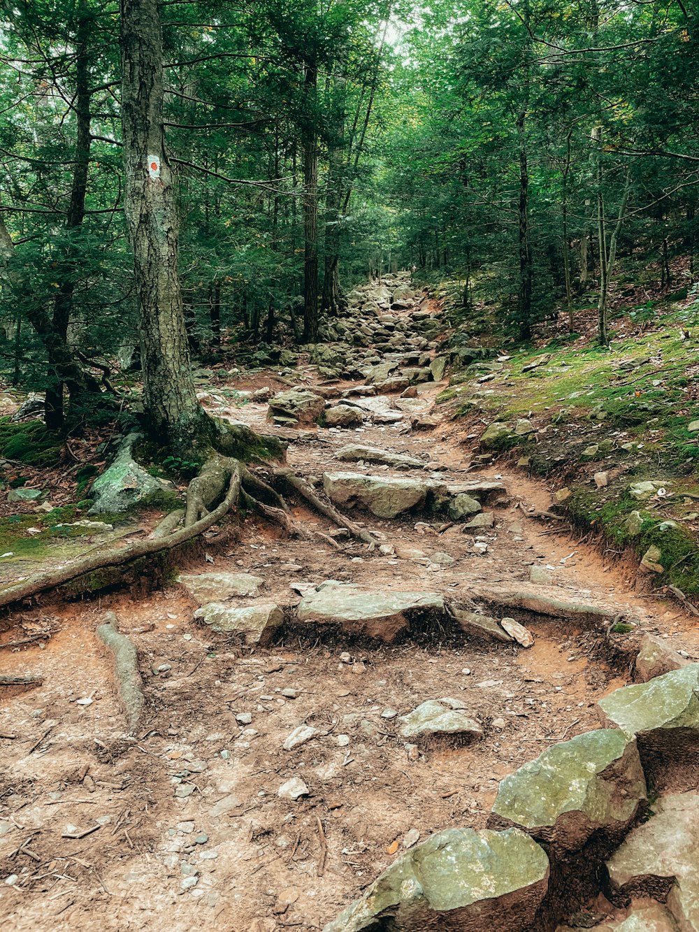 um caminho de terra no meio de uma floresta