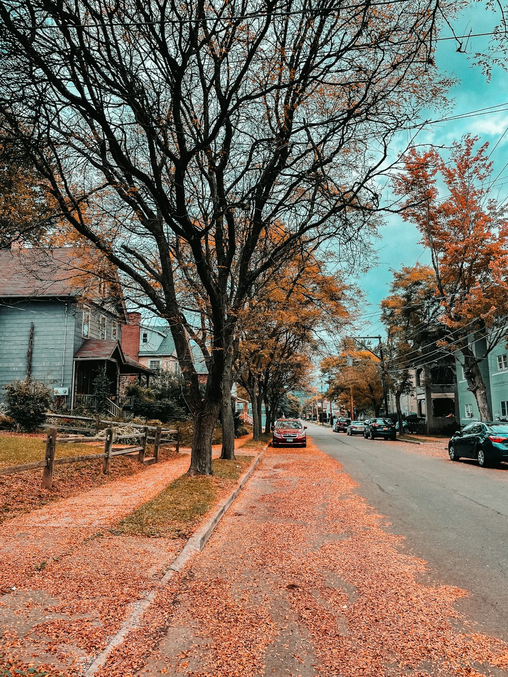 une rue bordée de maisons et d’arbres avec des feuilles au sol