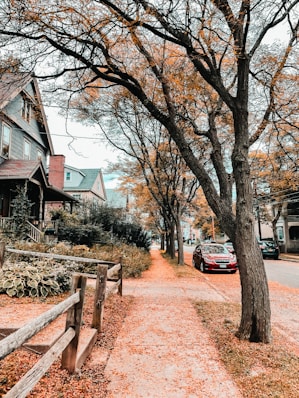 a car parked on the side of a road next to a tree in denver west highlands neighborhood