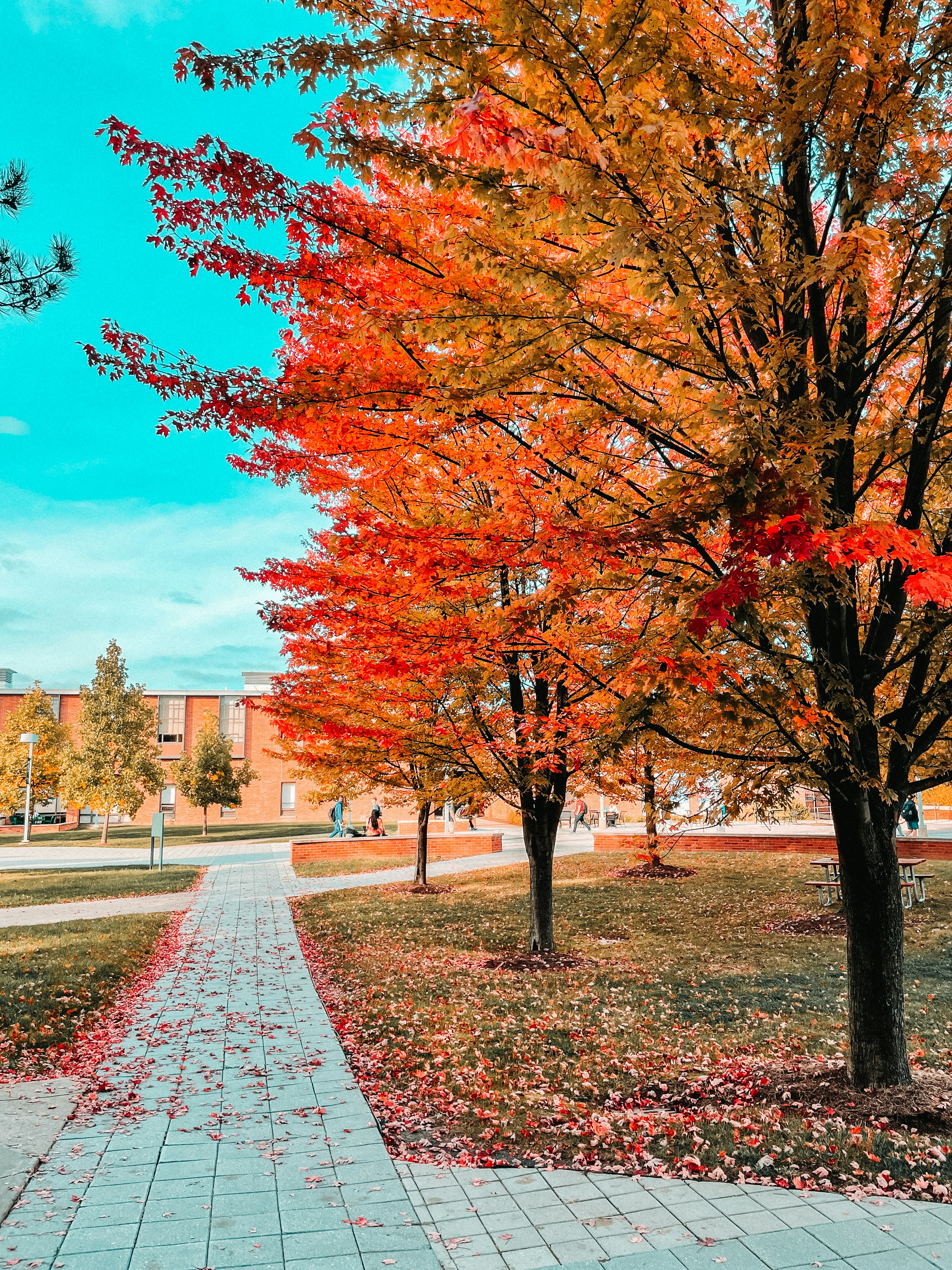 Photo by pkprasad1996