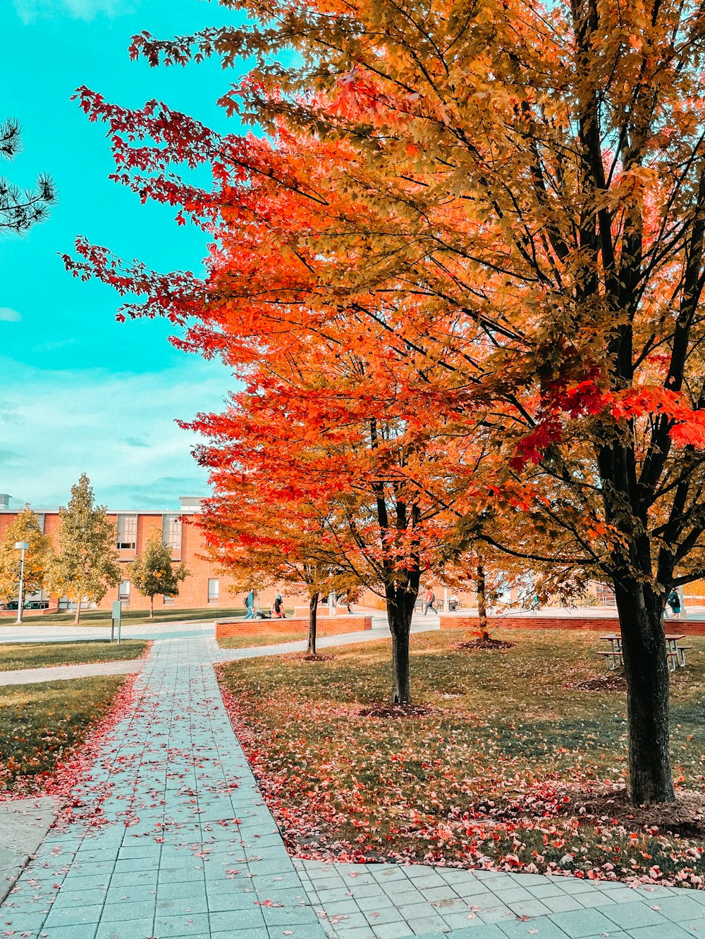 a pathway in the middle of a park lined with trees