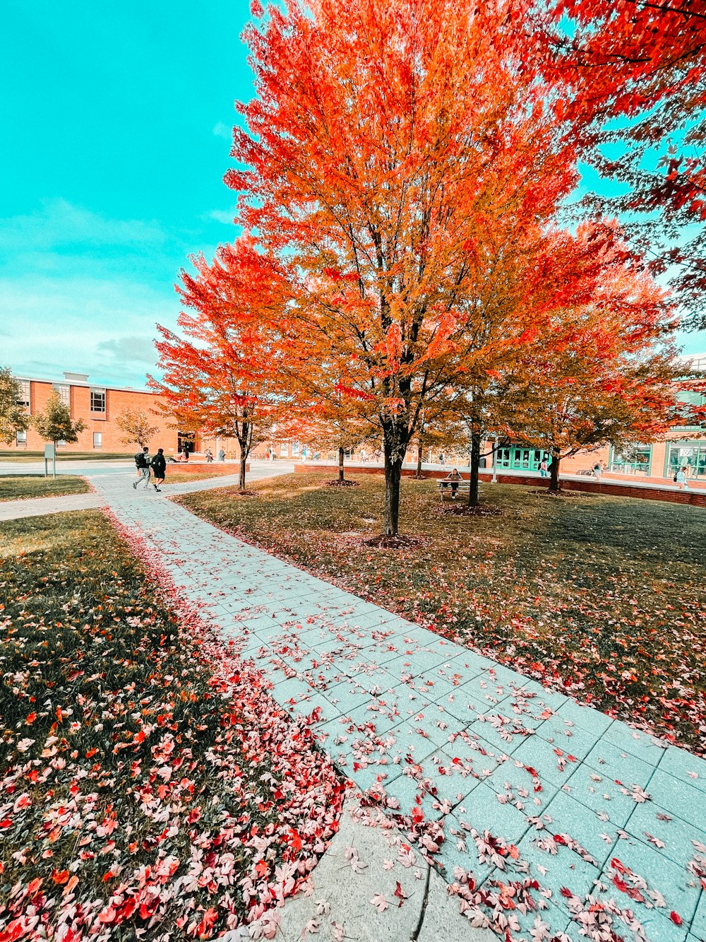 a pathway in the middle of a park with red leaves on the ground