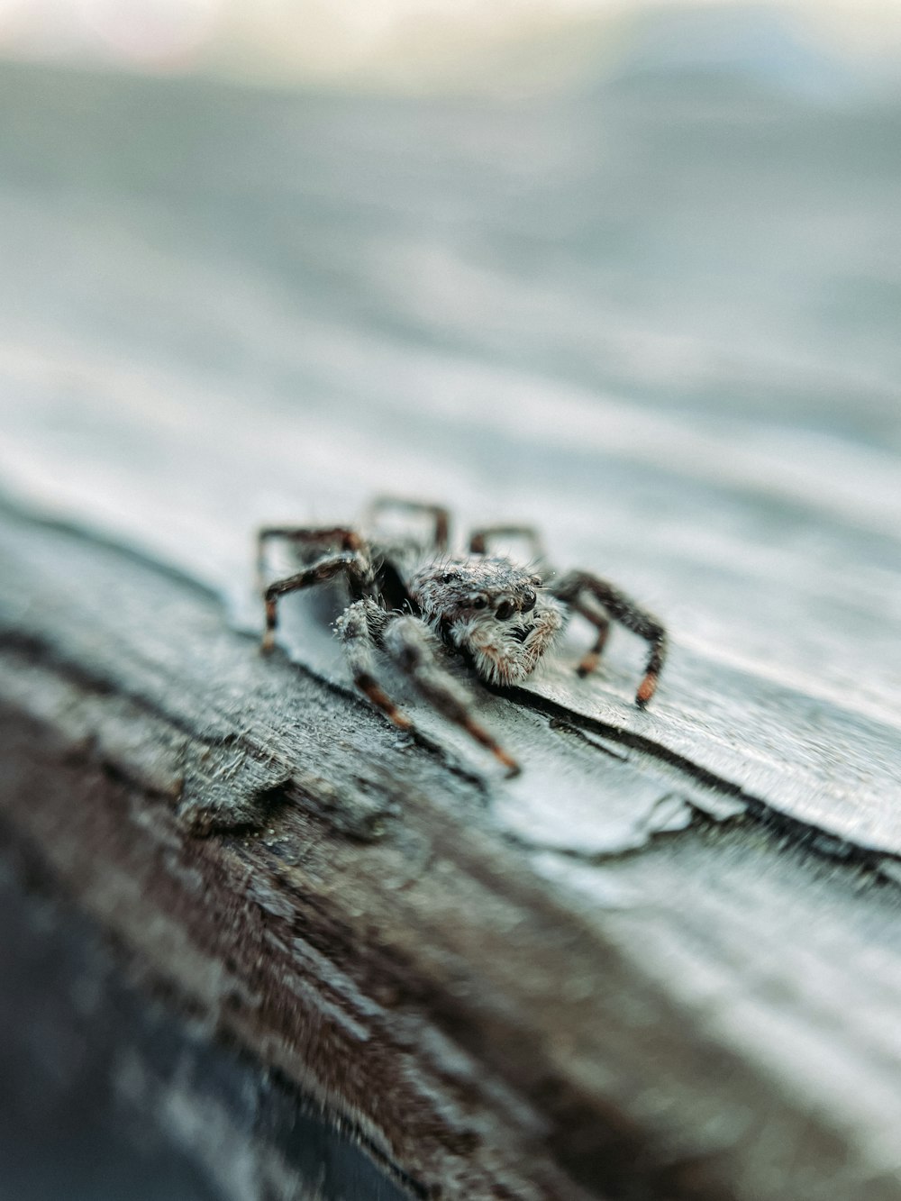 a close up of a spider on a piece of wood