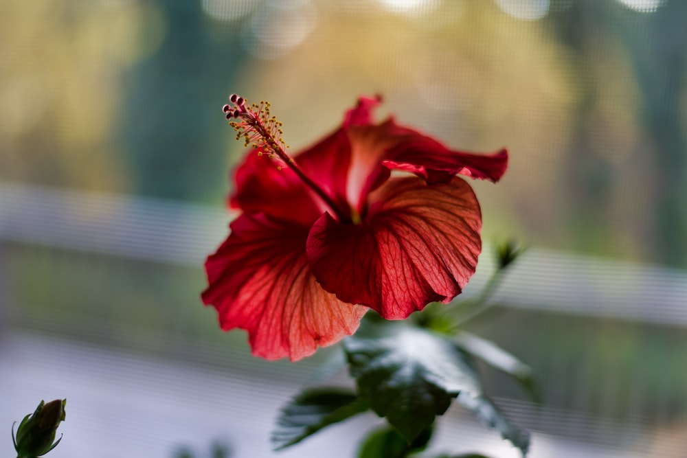 Una flor roja sentada encima de una planta verde