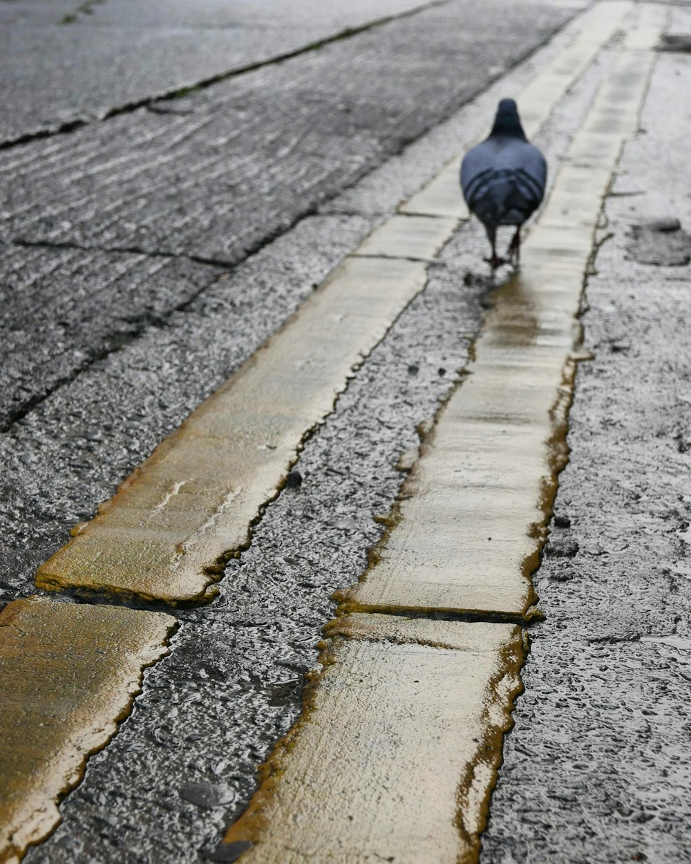a black bird walking down a street next to a sidewalk