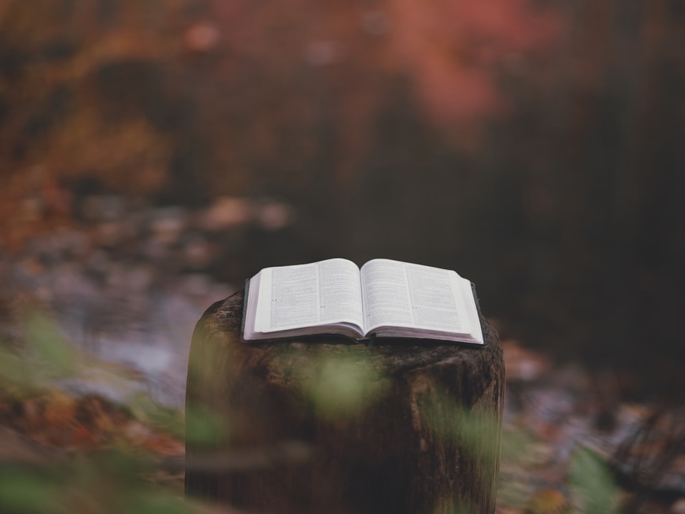 an open book sitting on top of a tree stump