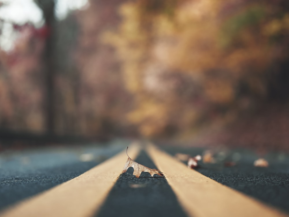 uma longa estrada reta com uma folha sobre ela