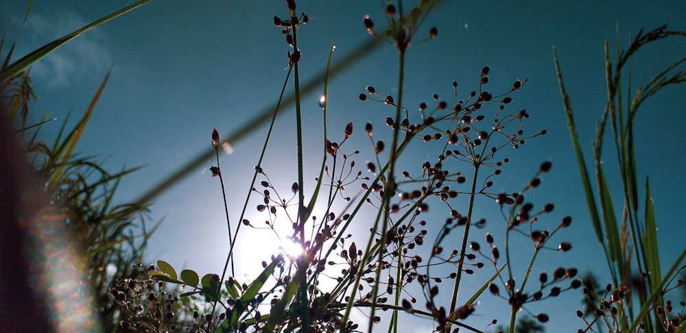 the sun shines through the branches of a plant