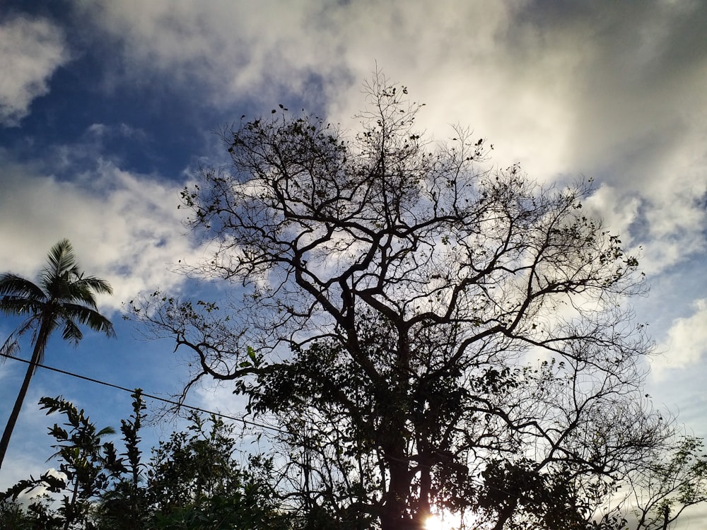 the sun is shining through the branches of a tree