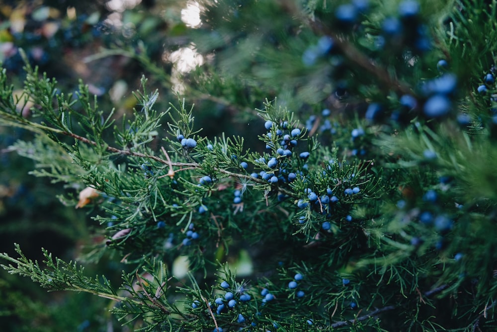 a close up of a tree with blue berries