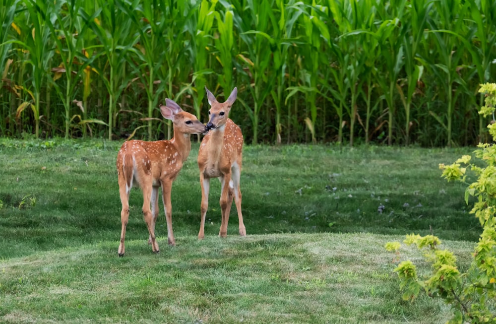 a couple of deer standing on top of a lush green field