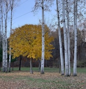 A peaceful Swedish townscape with autumn leaves and a white poplar tree in the foreground.