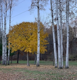 A peaceful Swedish townscape with autumn leaves and a white poplar tree in the foreground.