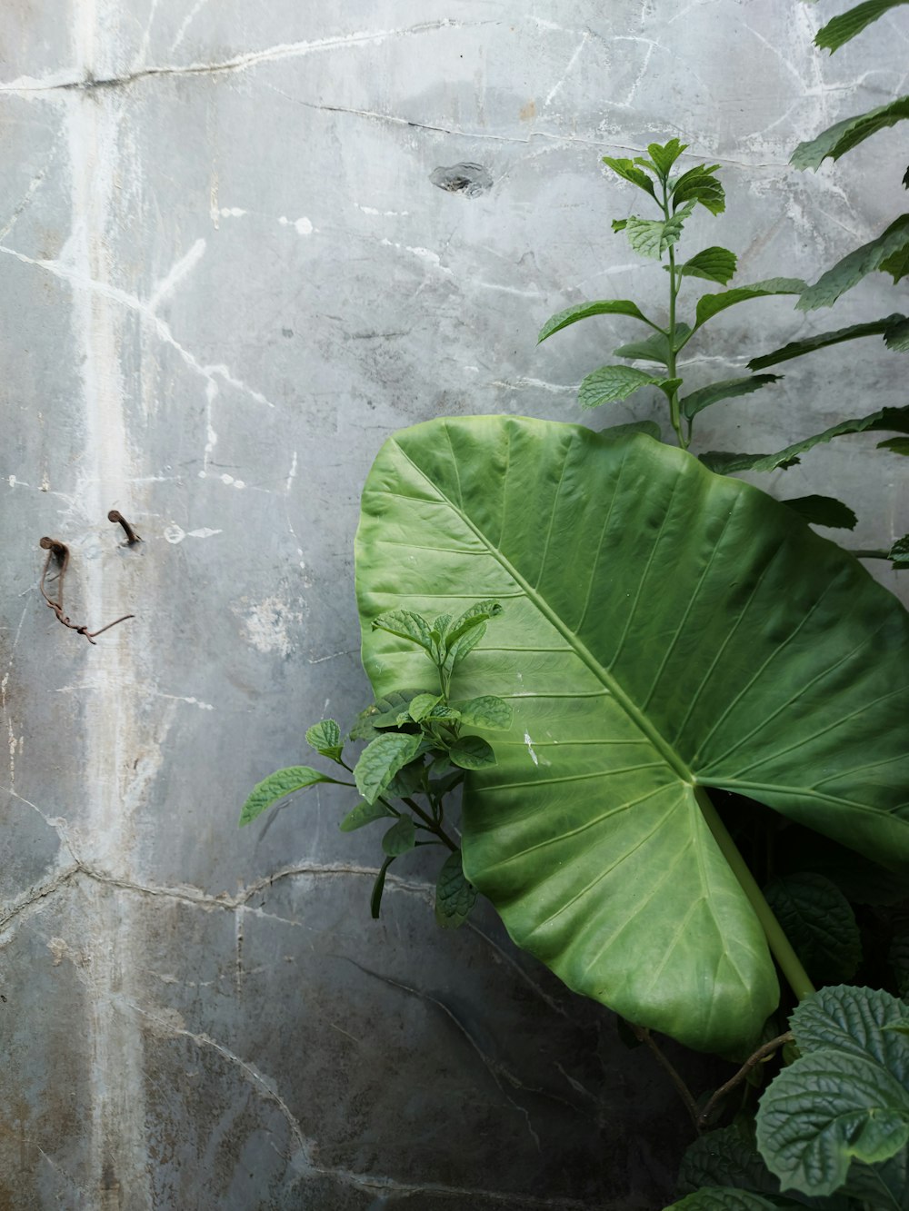 a large green leaf sitting next to a wall