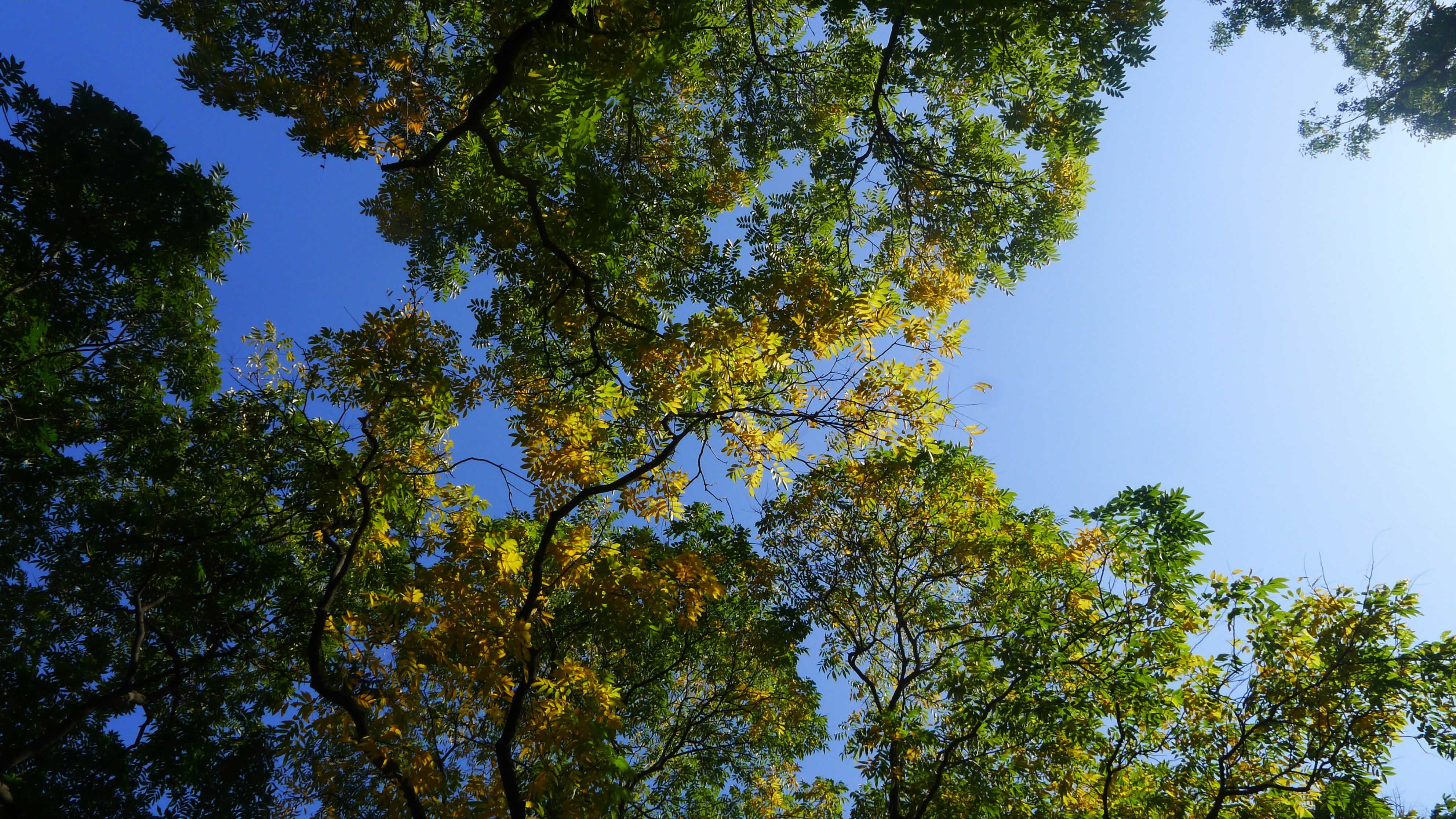 looking up at the tops of trees in a forest