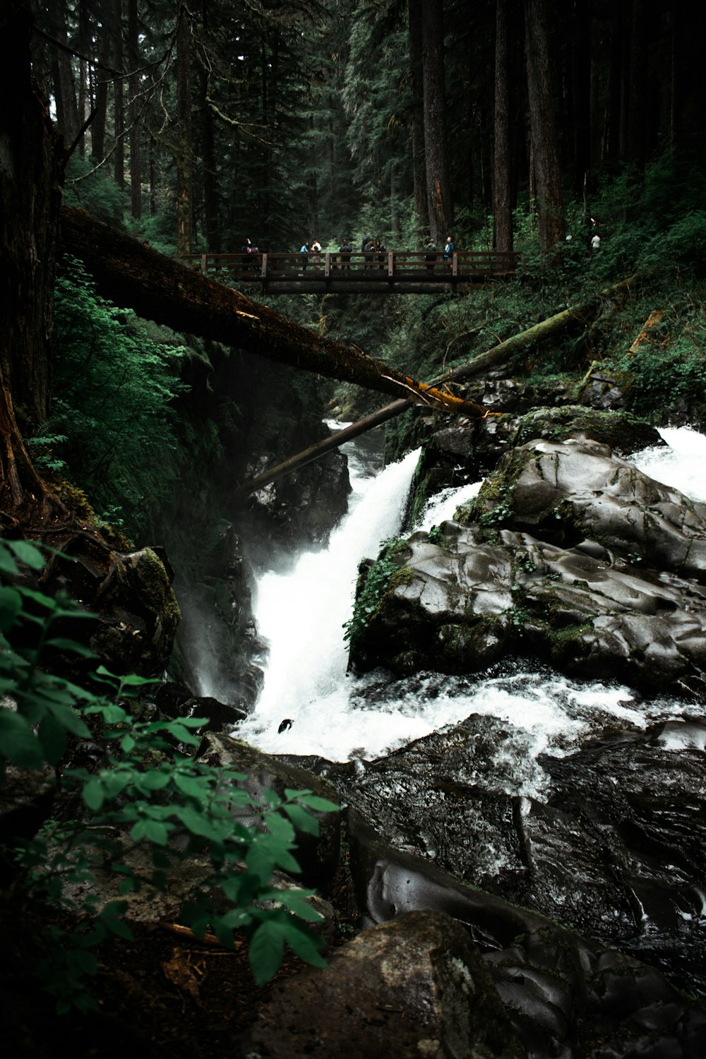 a bridge over a small waterfall in a forest