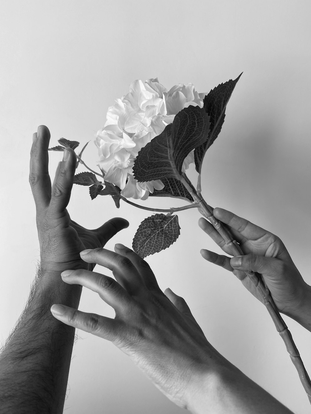 a black and white photo of two hands reaching for a flower