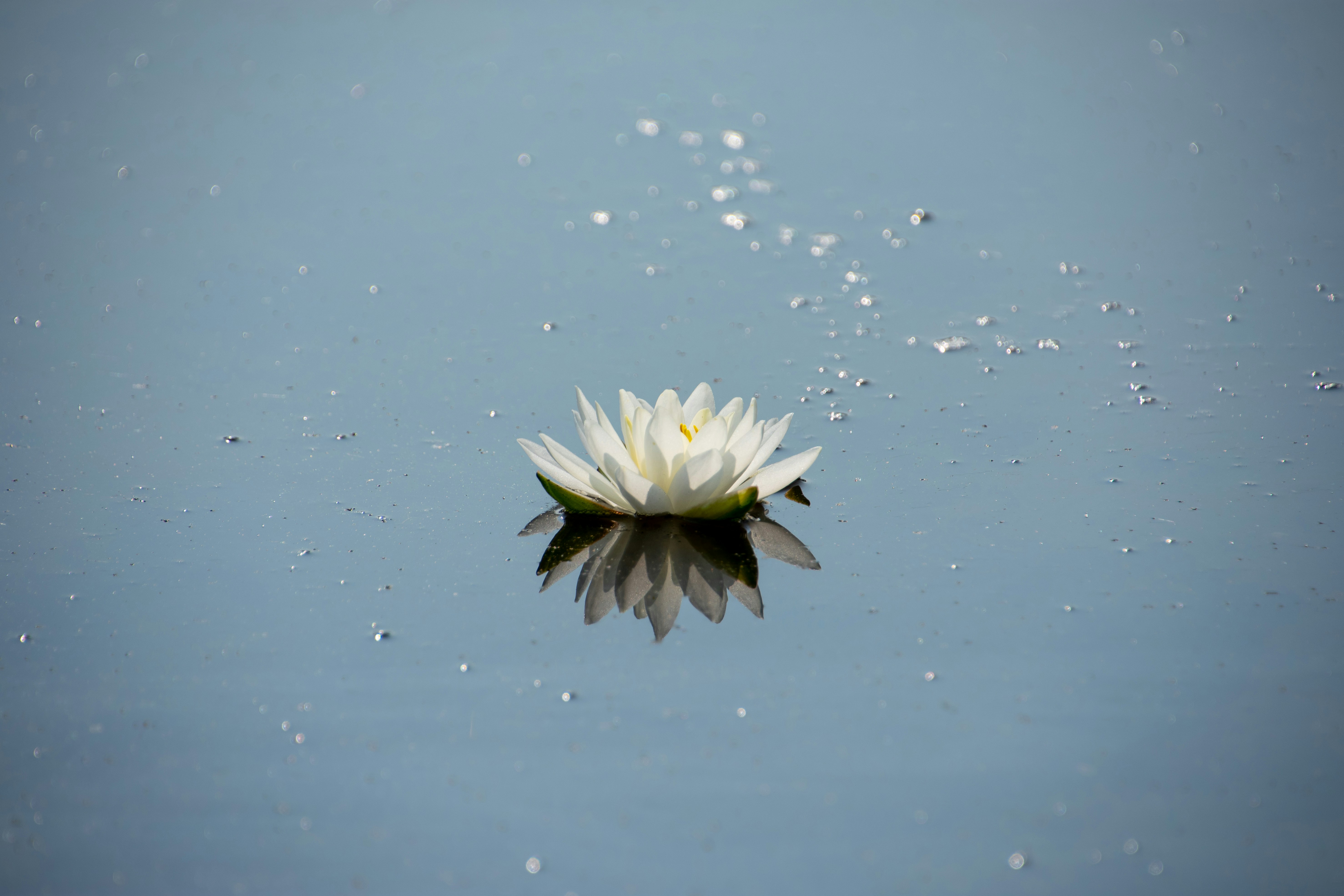 a white flower floating on top of a body of water