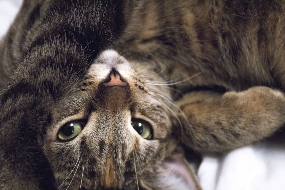 a close up of a cat laying on a bed