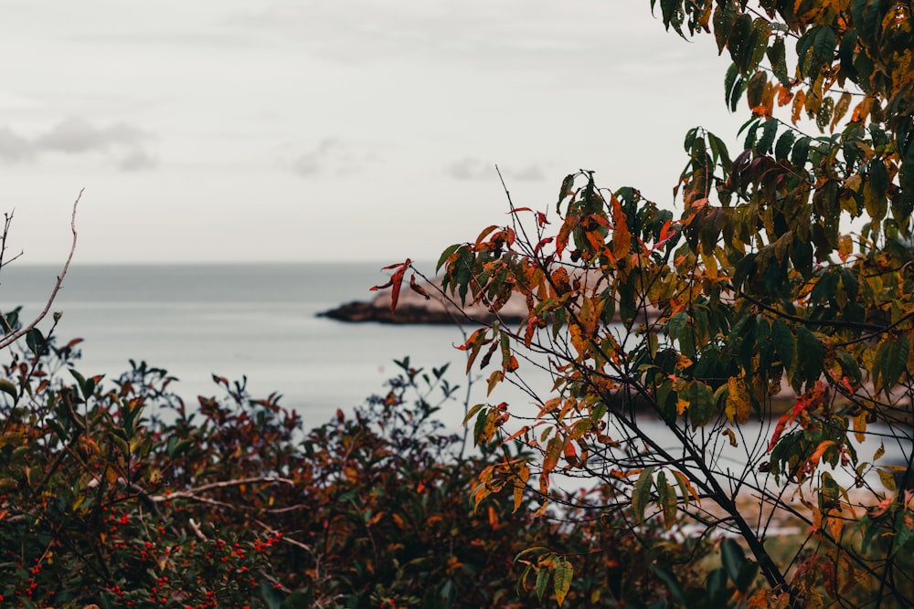 a view of a body of water through some trees