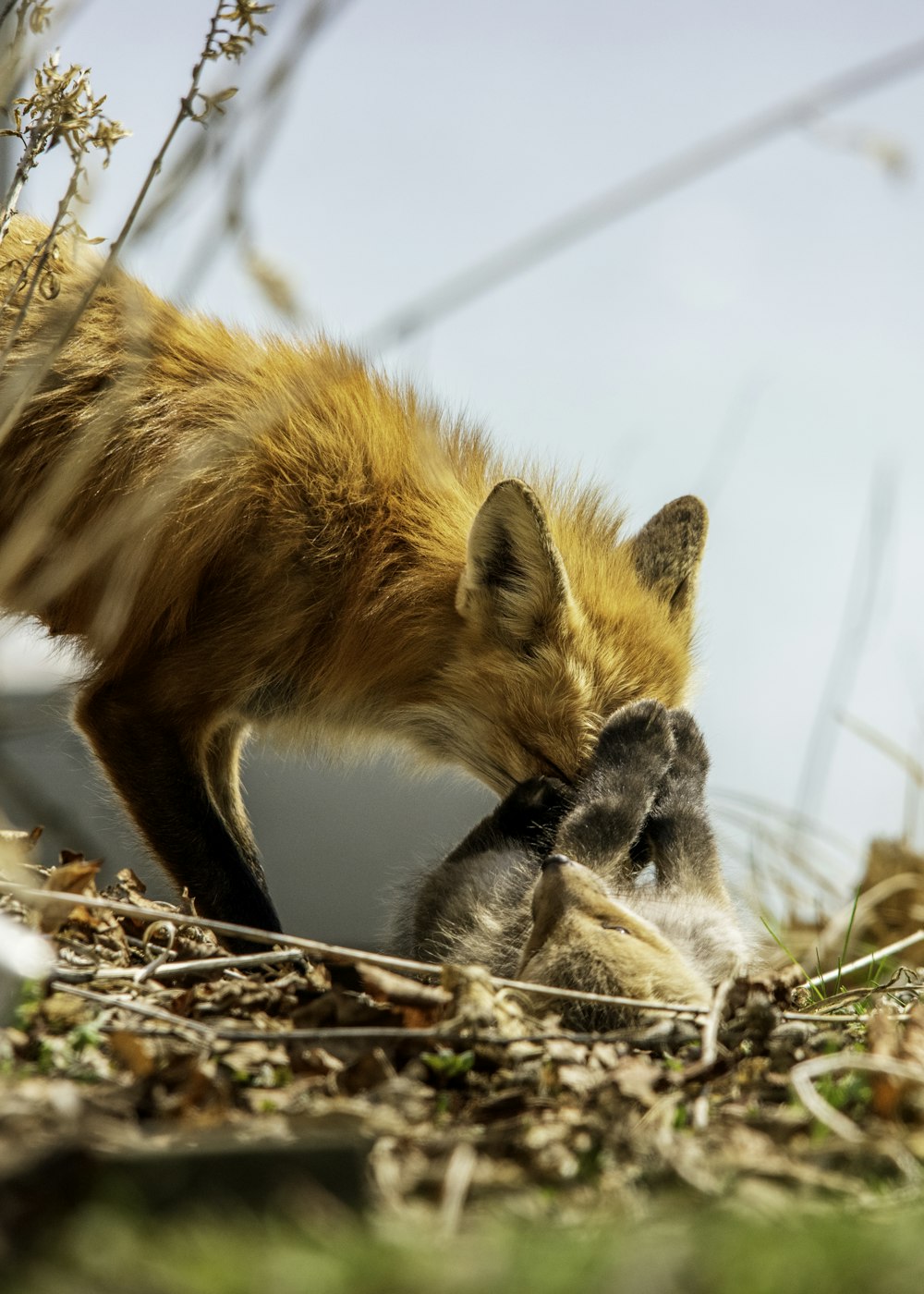 a mother fox and her baby in a field
