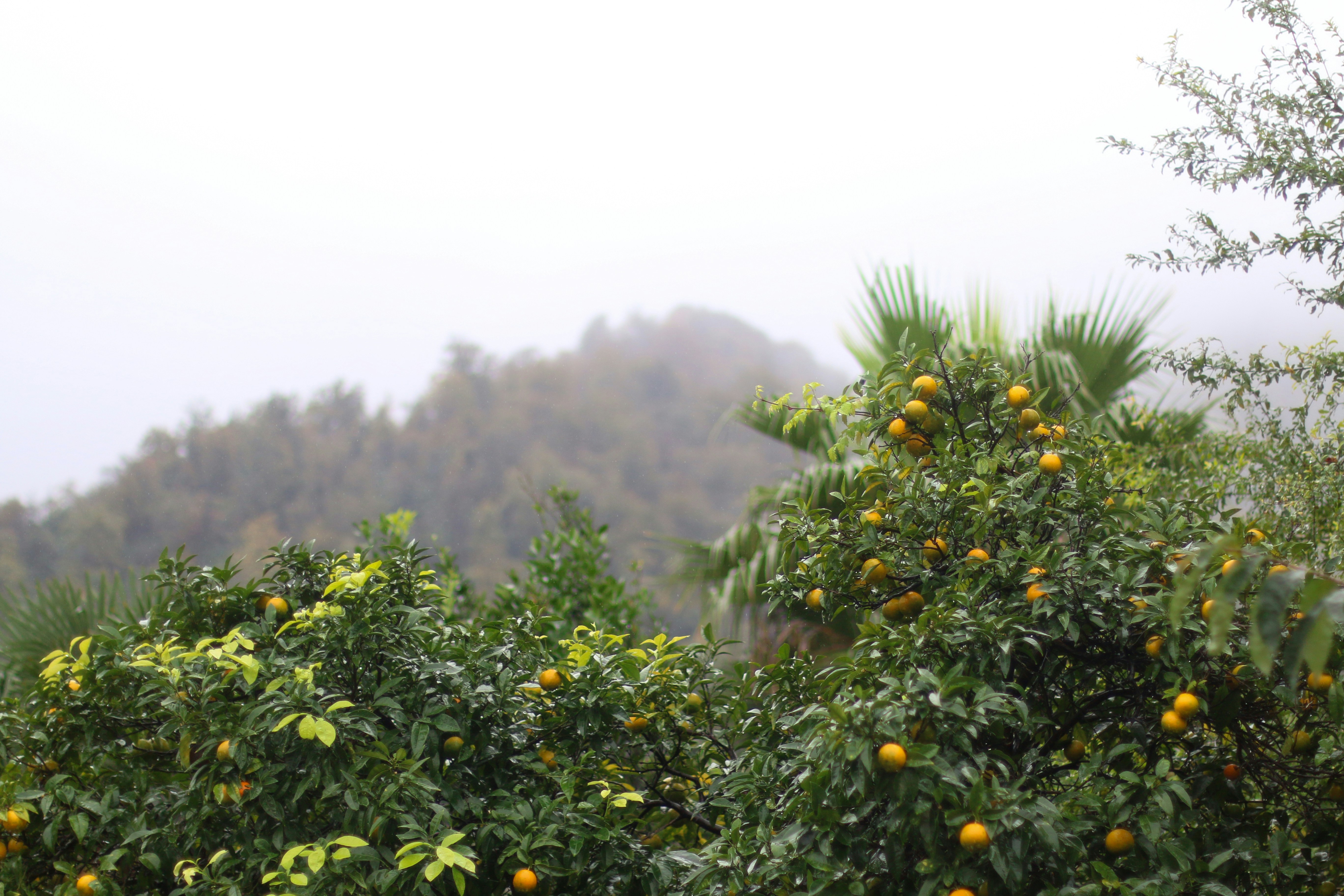 a tree filled with lots of ripe oranges