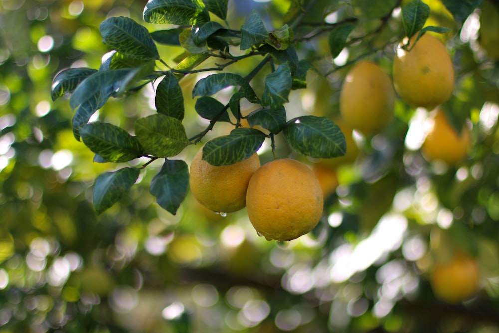 Un manojo de limones colgando de un árbol