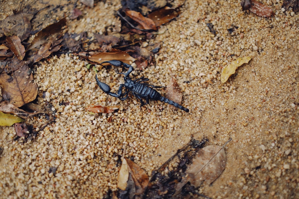 a scorpion crawling on the ground in the dirt