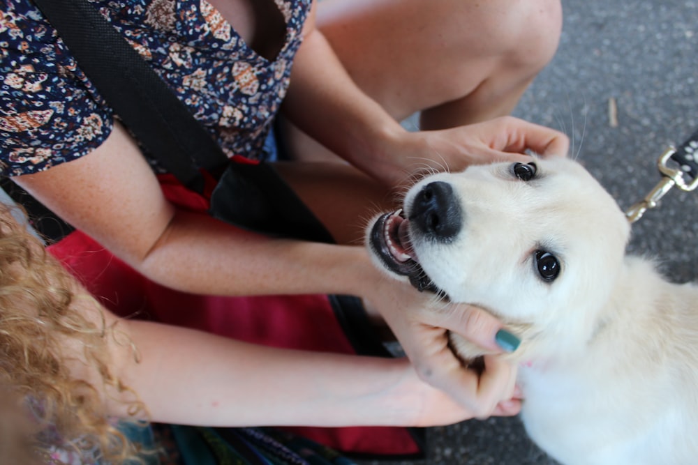 a small white dog being petted by a woman