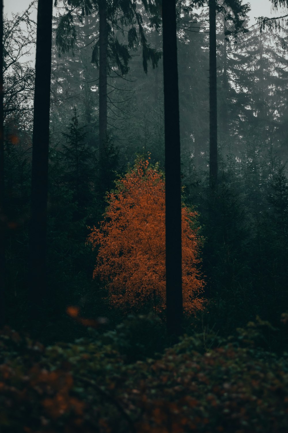 an orange tree in the middle of a forest